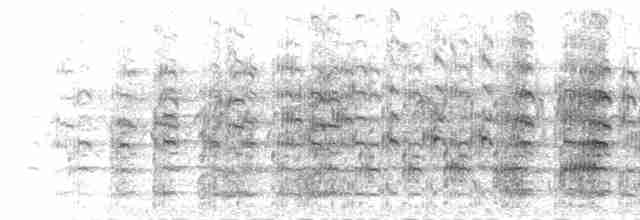  - Masked Lapwing (Masked)