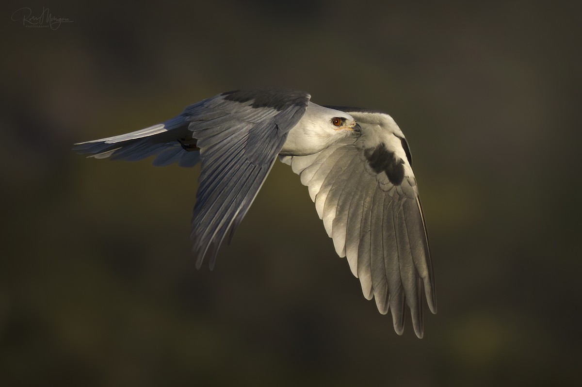 White-tailed Kite - ML537840111