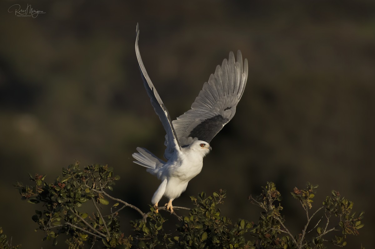 White-tailed Kite - Ross Merrigan