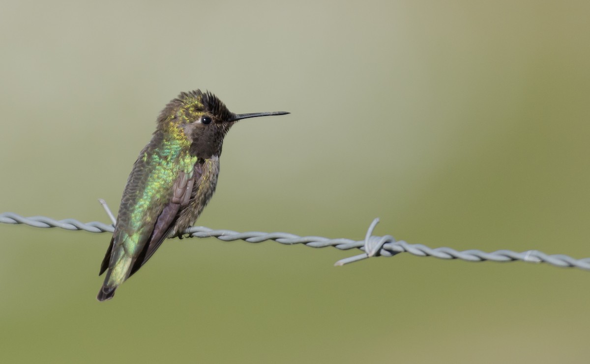 Anna's Hummingbird - Dan Hackley