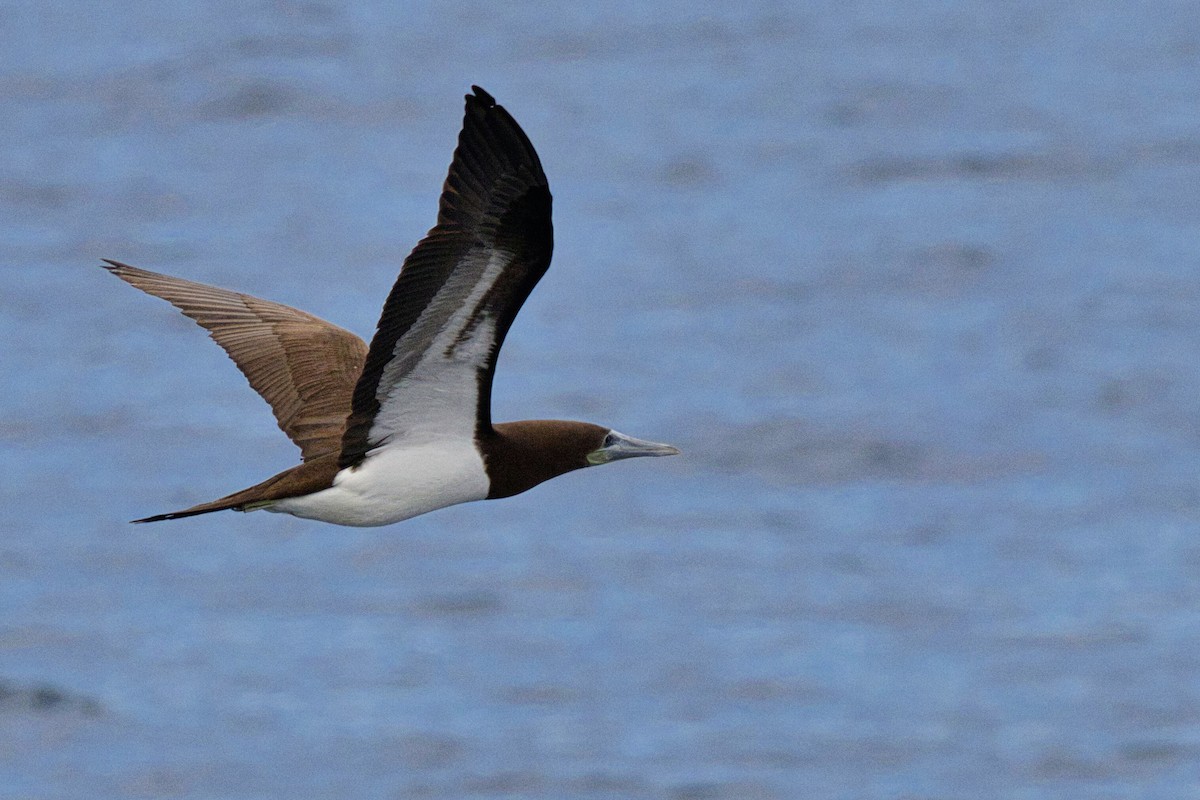 Brown Booby - ML537841731