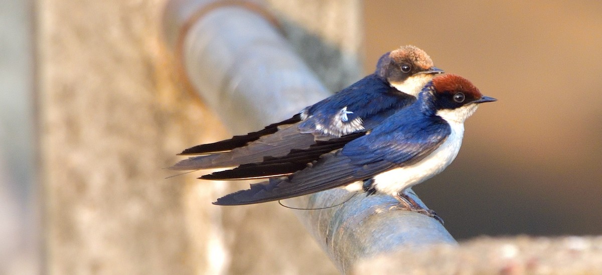 Wire-tailed Swallow - ML537844221