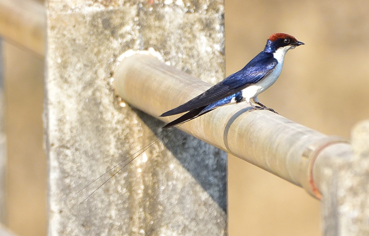 Wire-tailed Swallow - ML537844231