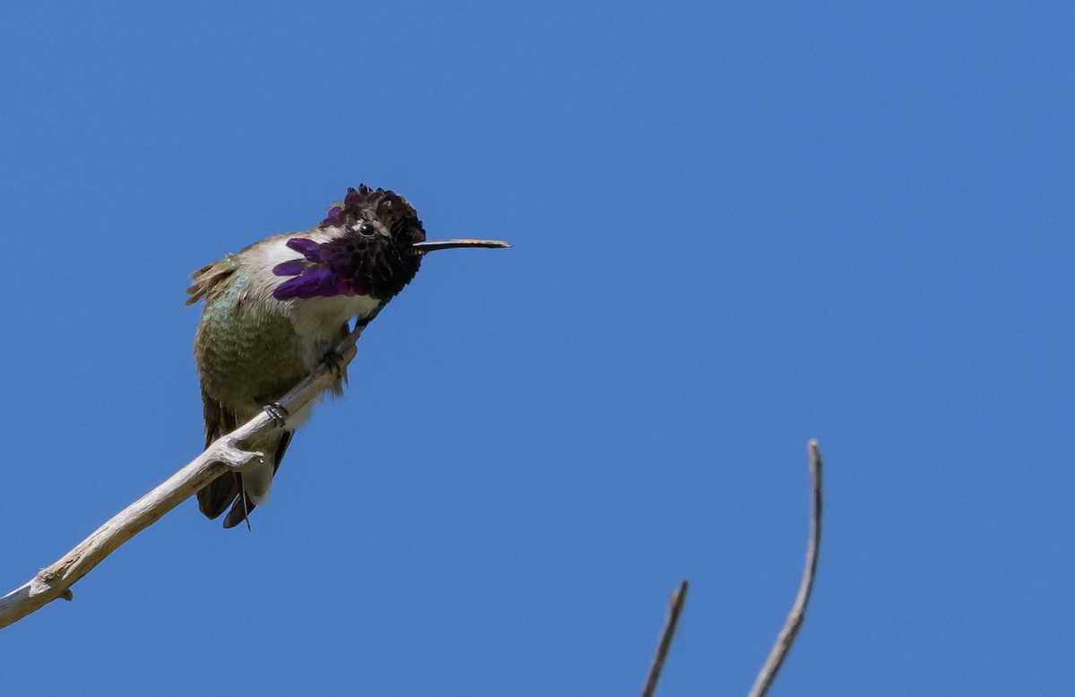 Costa's Hummingbird - Dan Hackley