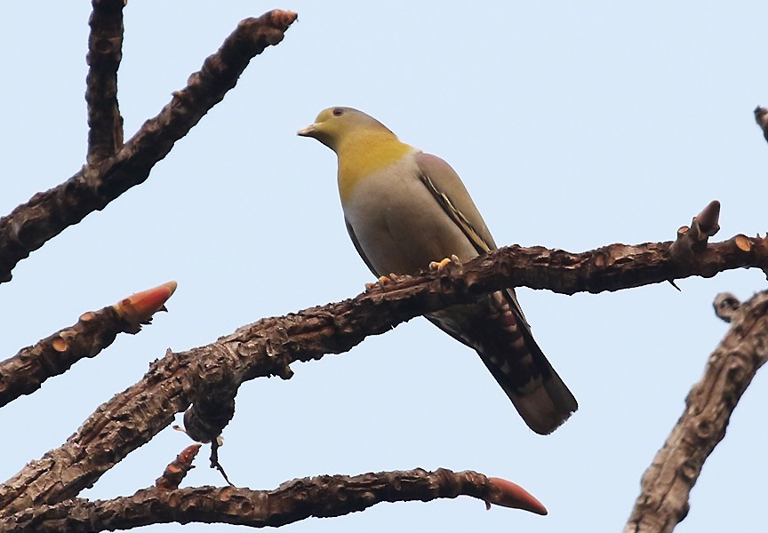 Yellow-footed Green-Pigeon - ML537848721