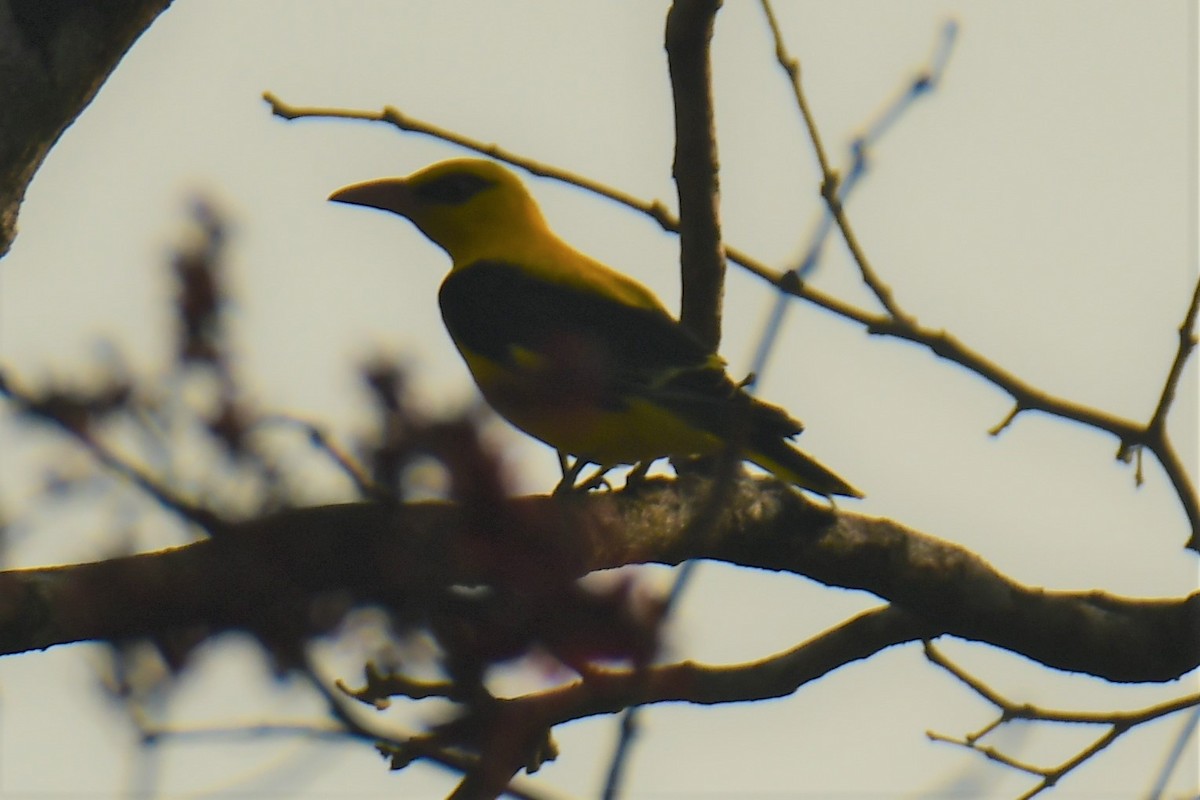 Indian Golden Oriole - ML537852901