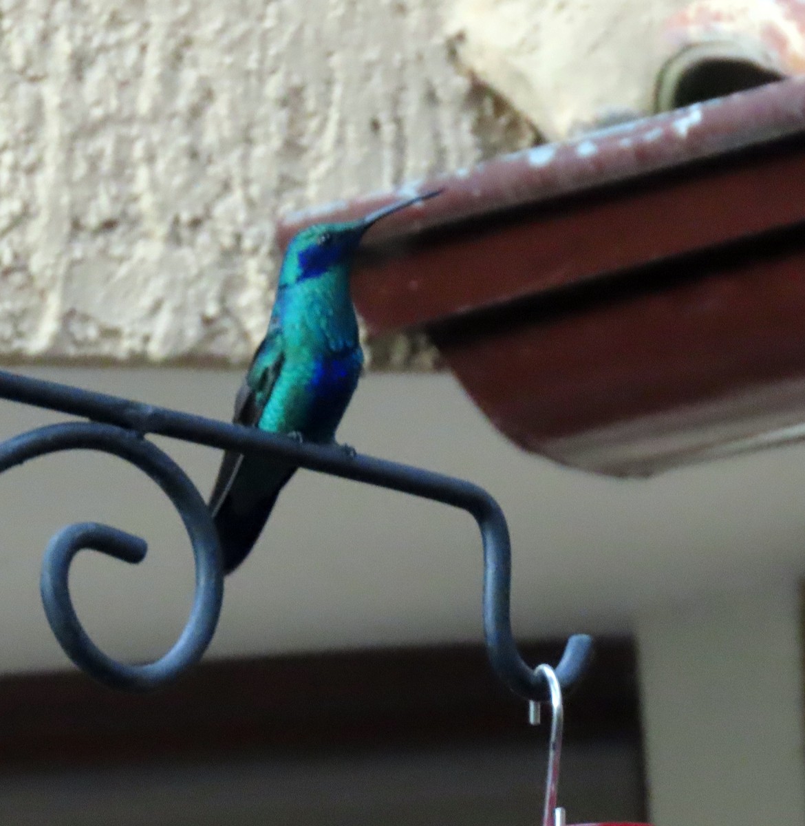 kolibřík modrolící - ML537854411