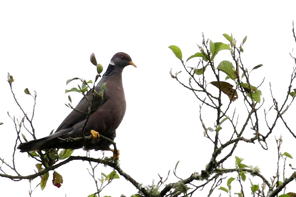 Band-tailed Pigeon - Maurice Raymond