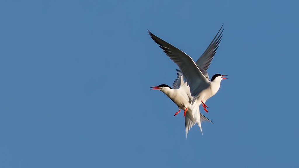 Common Tern - ML53785601