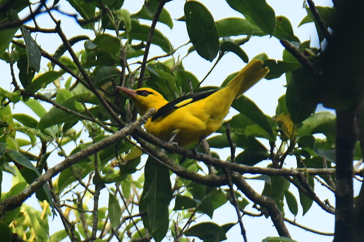 Indian Golden Oriole - ML537856281