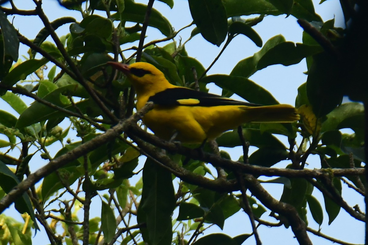 Indian Golden Oriole - ML537856311