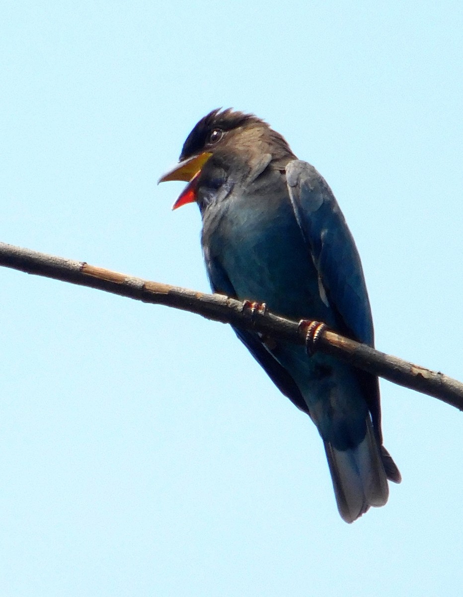 Dollarbird - Birding Durgapur