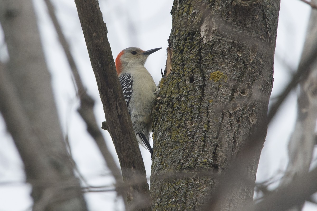 Red-bellied Woodpecker - ML537870691