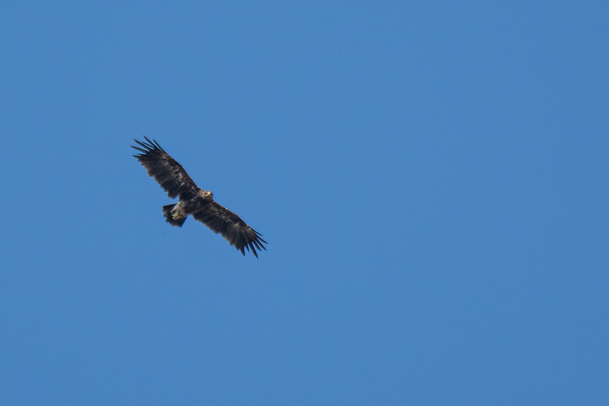 Greater Spotted Eagle - ML537871871