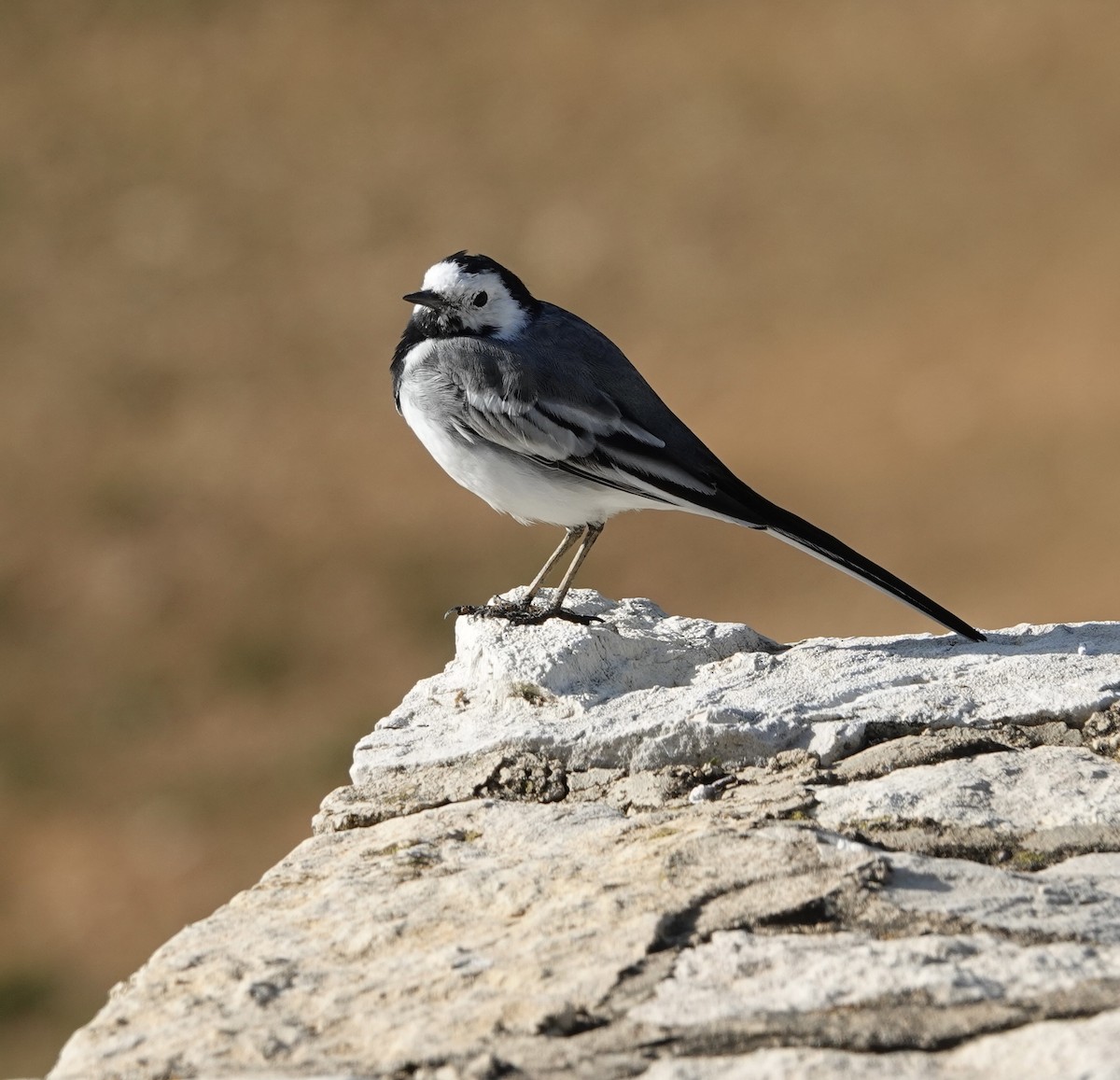 White Wagtail (White-faced) - ML537872611