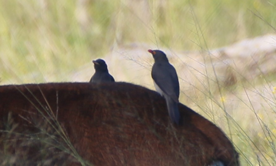 Red-billed Oxpecker - Dorothy Wadlow