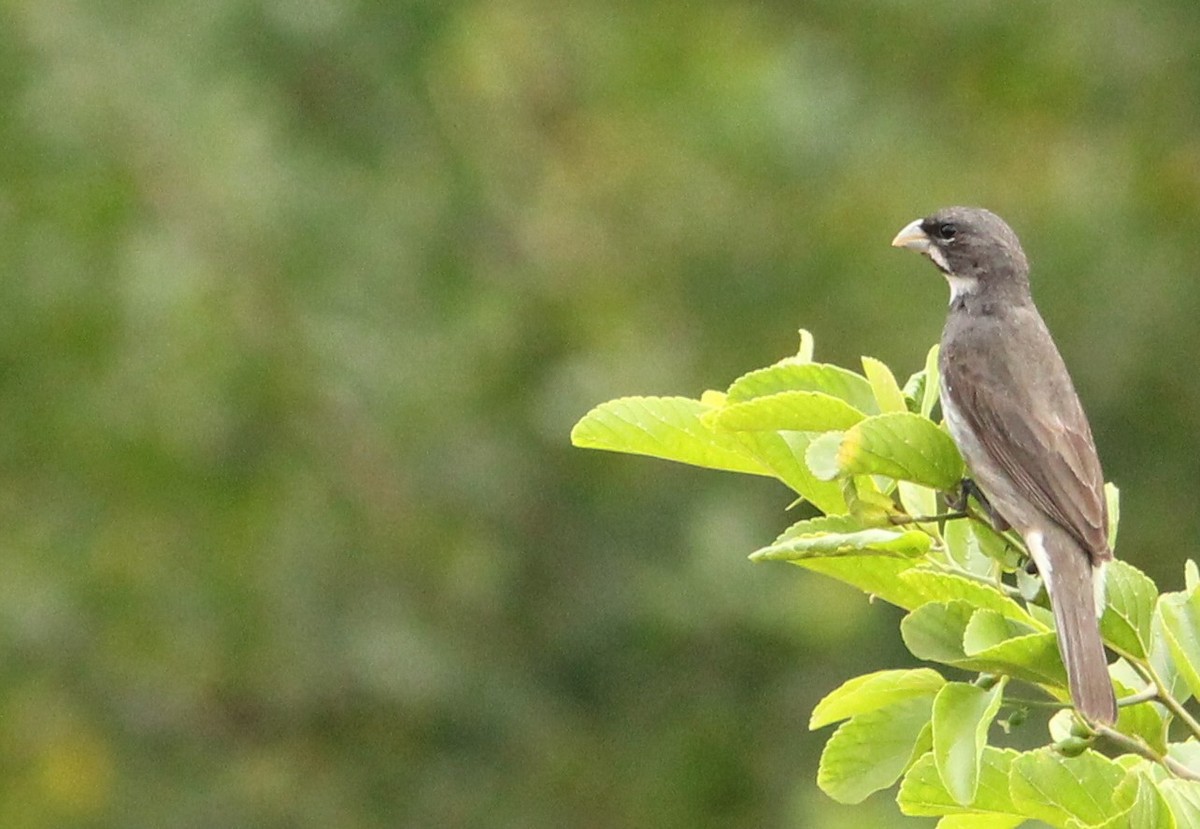 Double-collared Seedeater - ML537882371