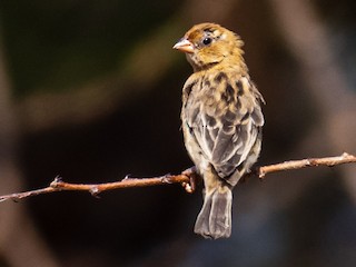 Female/nonbreeding male - Raphaël Nussbaumer - ML537885711