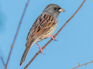  - Black-faced Bunting