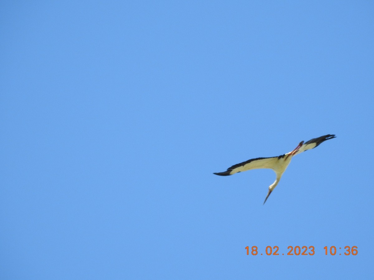 Maguari Stork - ML537894061