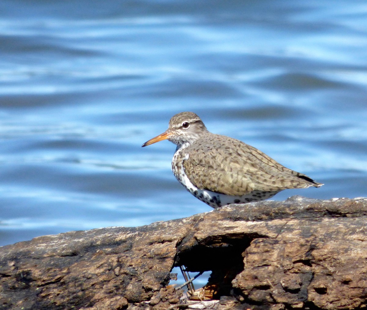 Spotted Sandpiper - Dave Hart