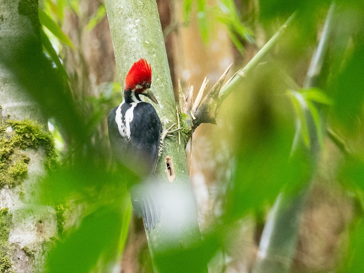 Crimson-crested Woodpecker - ML537897071
