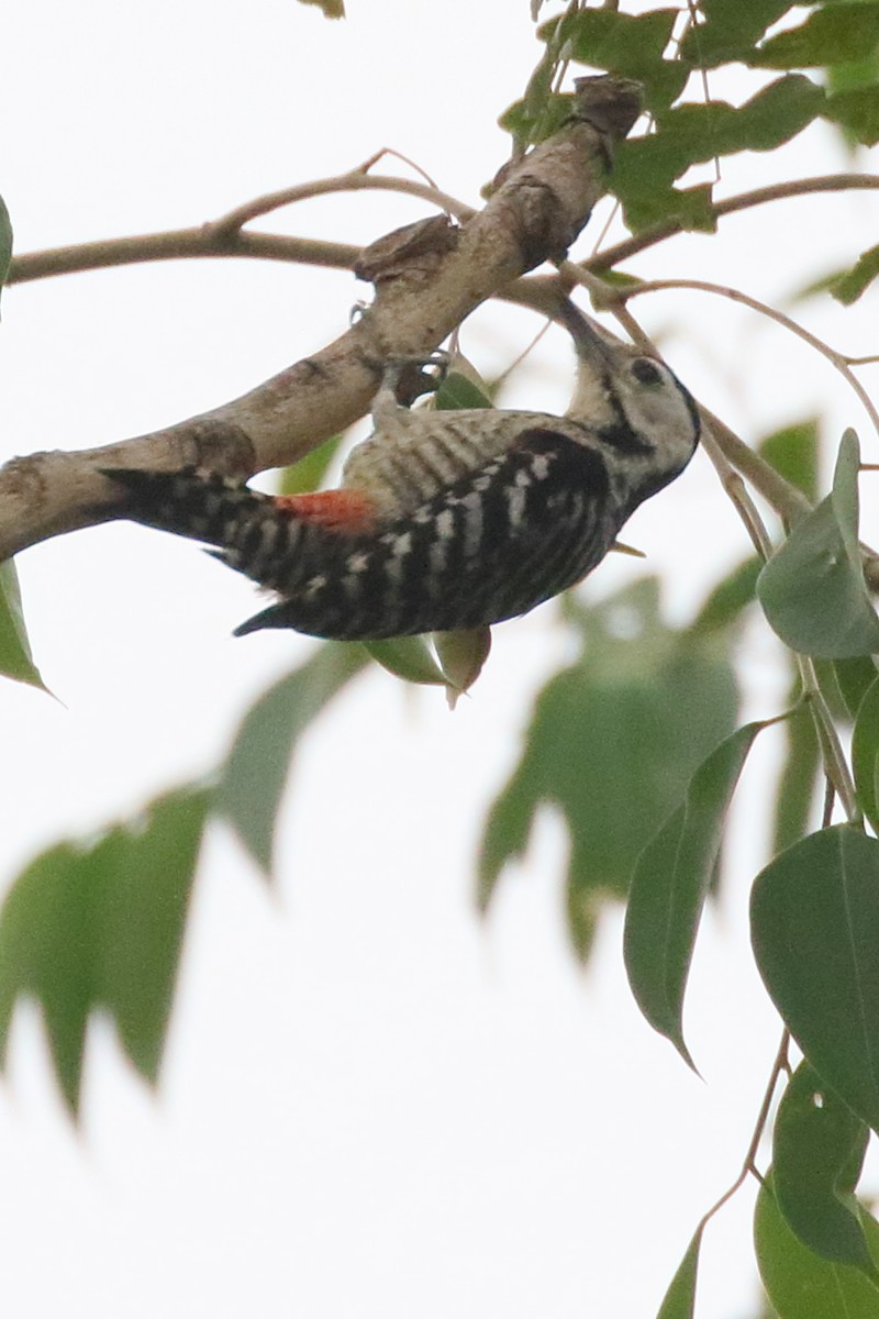 Stripe-breasted Woodpecker - ML537897691