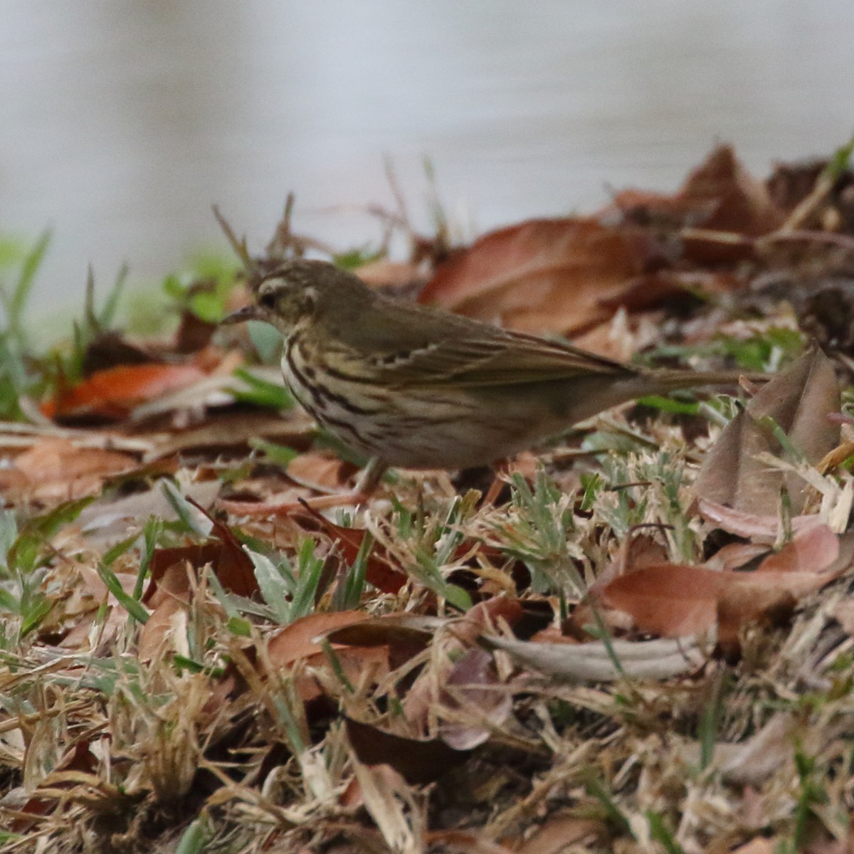 Olive-backed Pipit - ML537898141