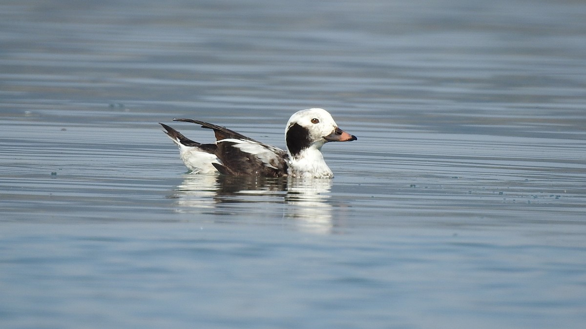 Long-tailed Duck - ML537900851