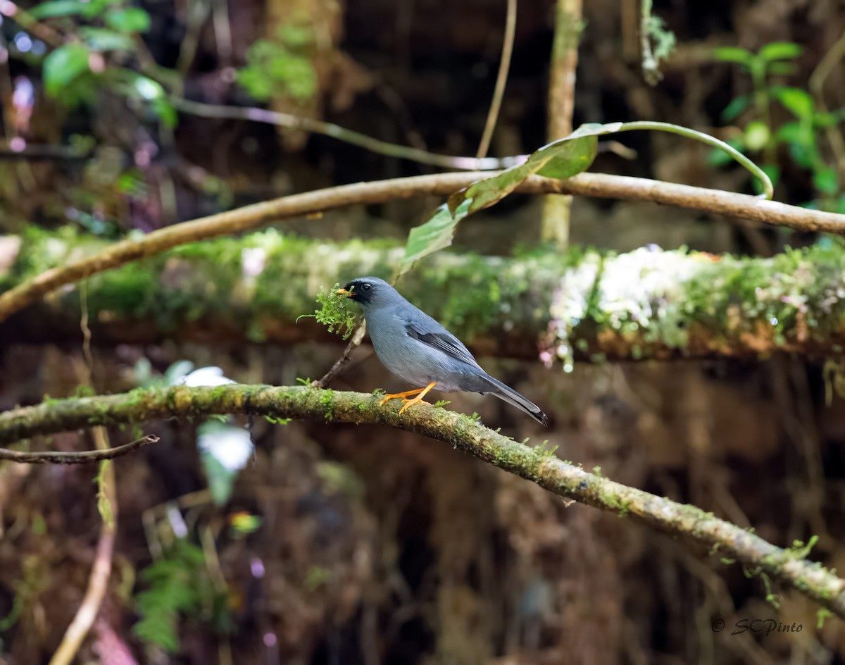 Black-faced Solitaire - ML53790241