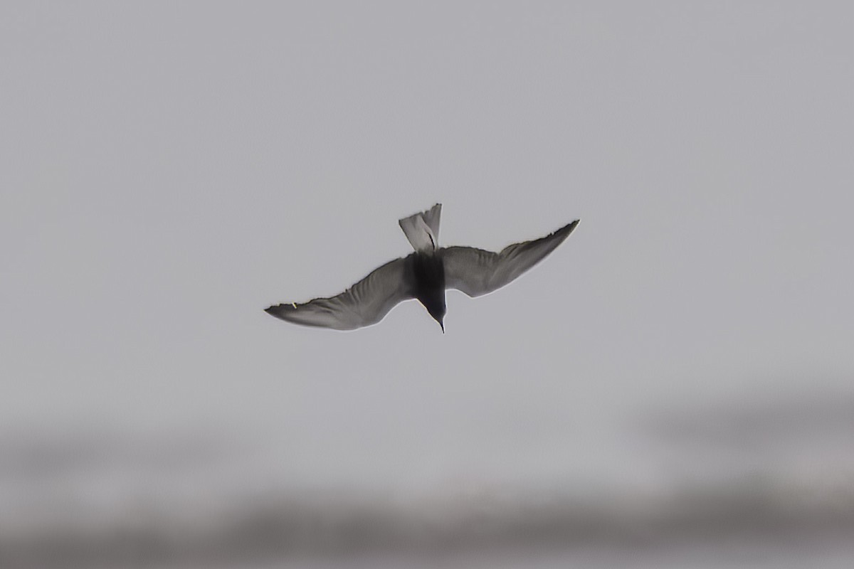 Black Tern - Mike Hooper