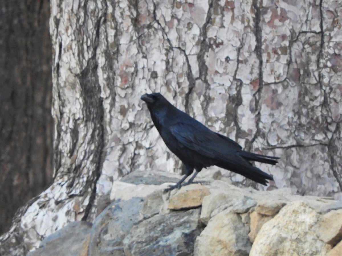Common Raven - ML537907971