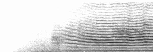  - Buller's Albatross