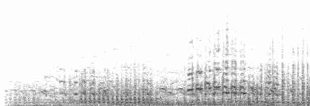  - Australasian Gannet