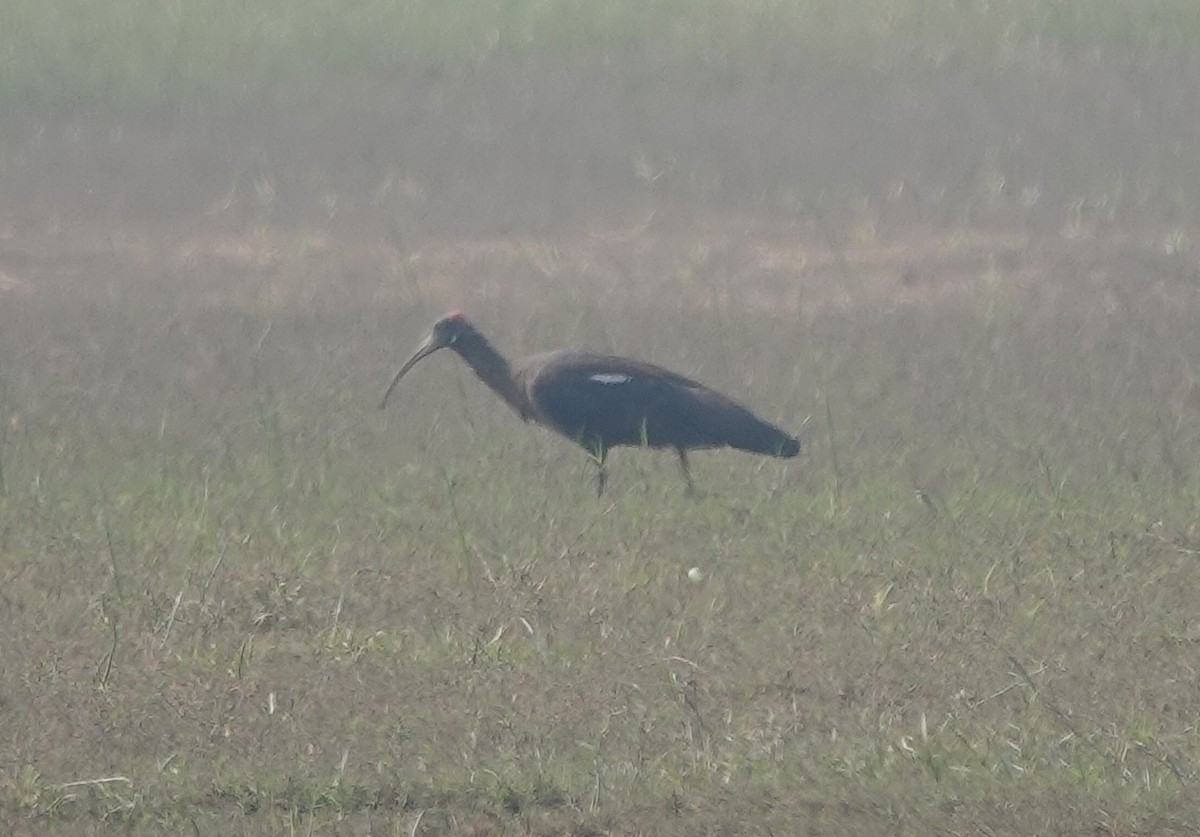 Red-naped Ibis - Stray Feather