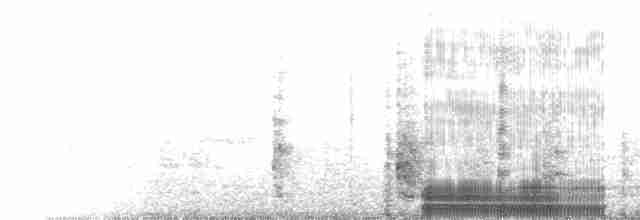  - Auckland Islands Shag