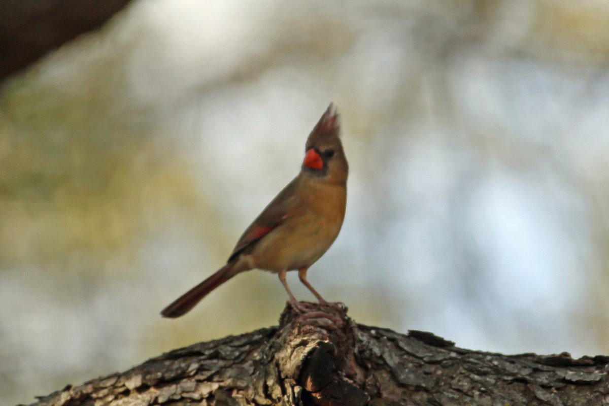 Cardinal rouge ou C. pyrrhuloxia - ML537919721