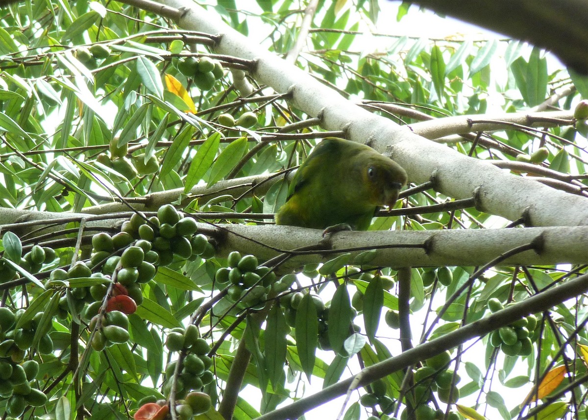 Golden-tailed Parrotlet - ML537924321