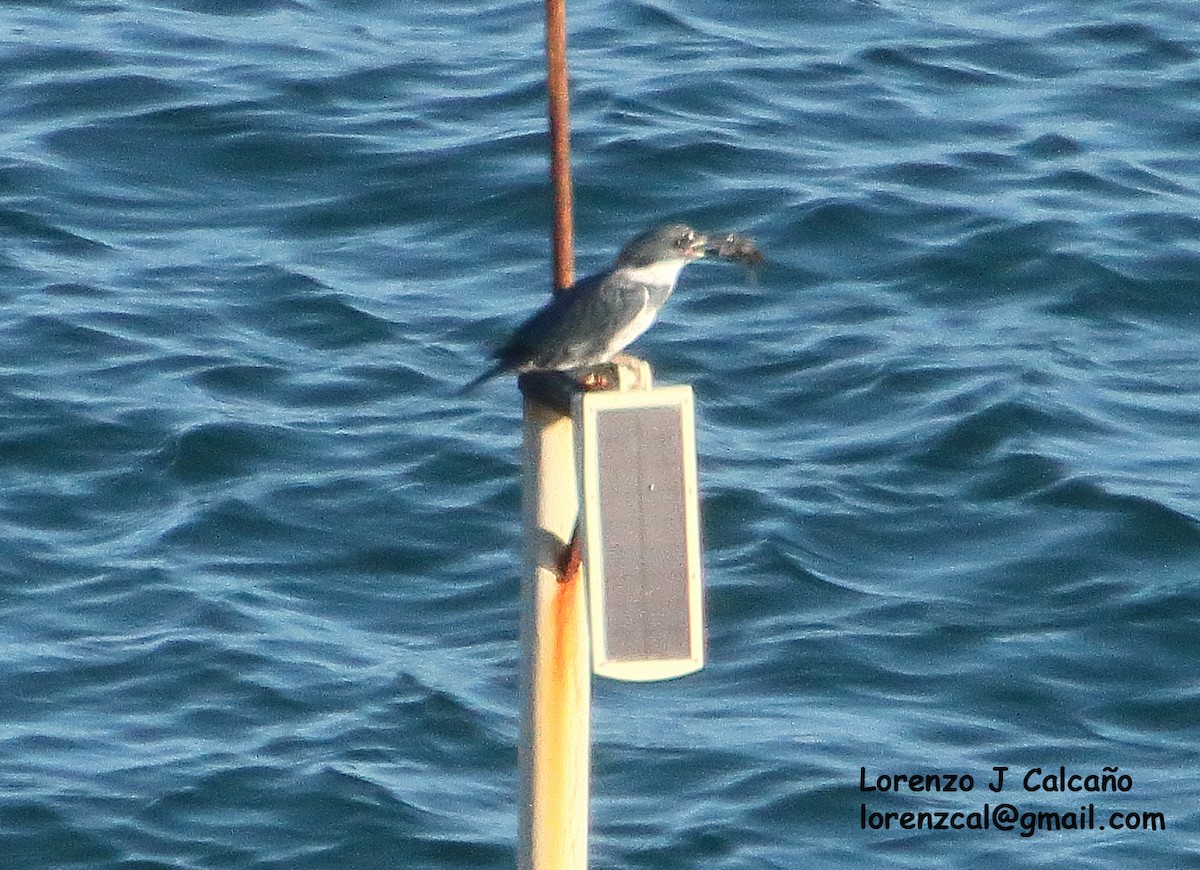 Belted Kingfisher - ML537926511