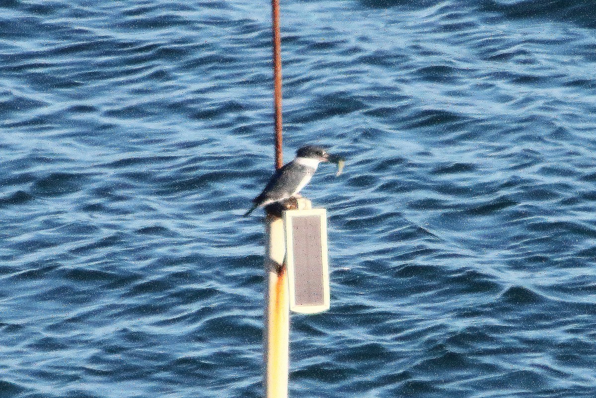 Belted Kingfisher - ML537926641