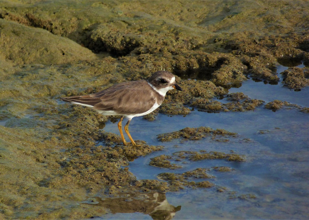 Semipalmated Plover - ML537931301