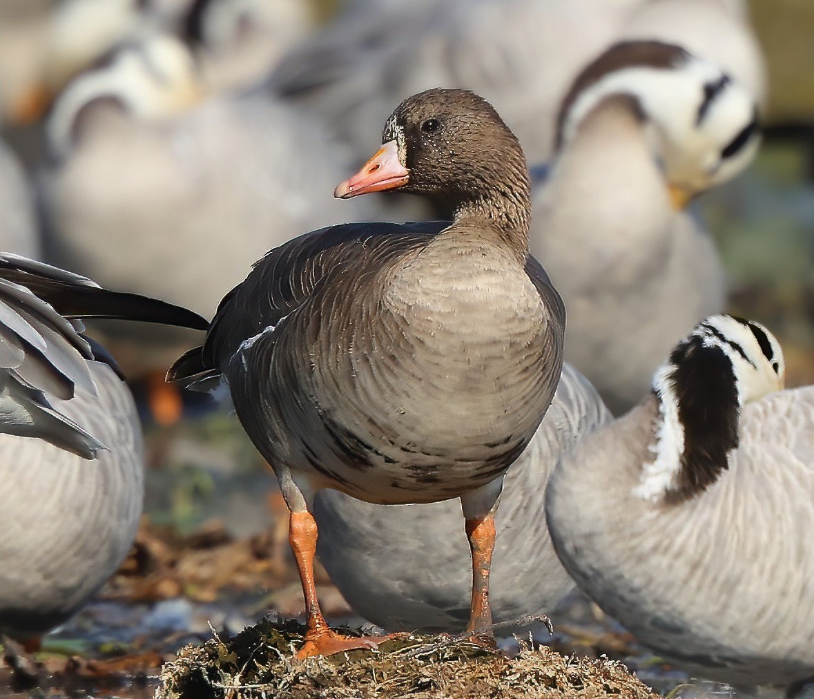 Greater White-fronted Goose - Albin Jacob