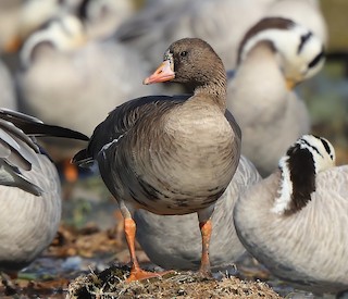 Greater White-fronted Goose, ML537931831