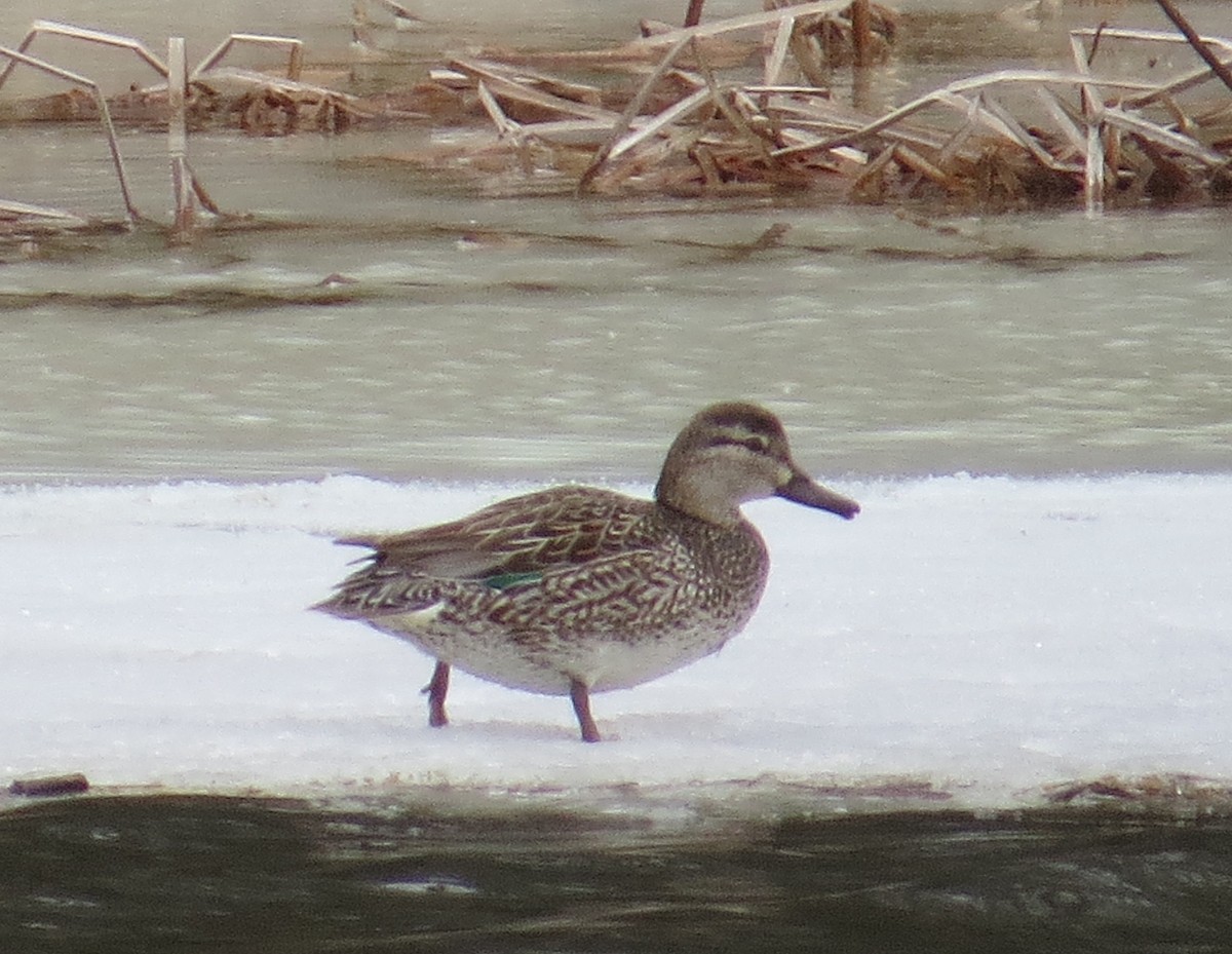 Green-winged Teal - ML53793421