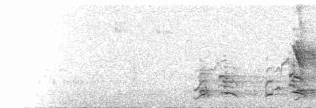  - Wedge-tailed Eagle