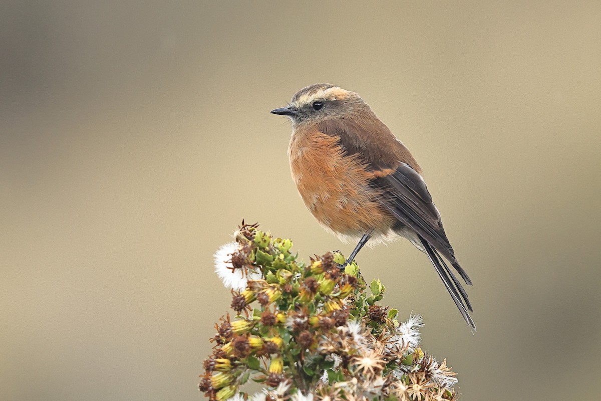 Brown-backed Chat-Tyrant - ML537939911