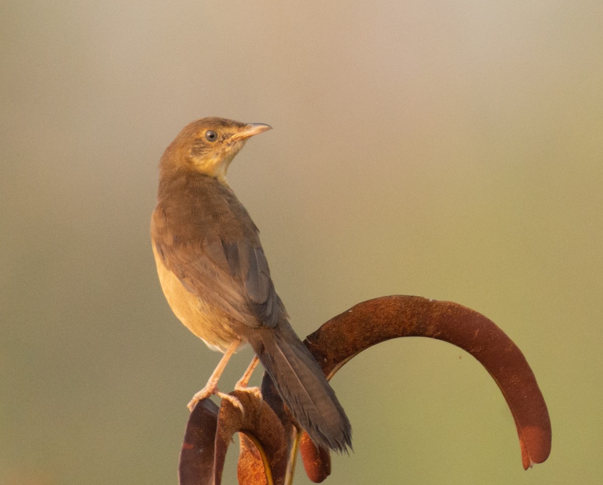 Broad-tailed Grassbird - ML537941981