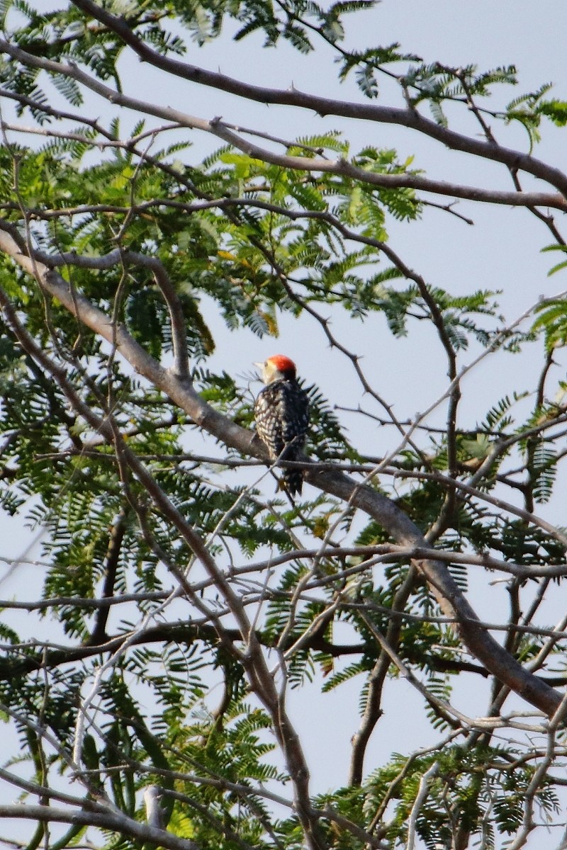 Yellow-crowned Woodpecker - ML537945641