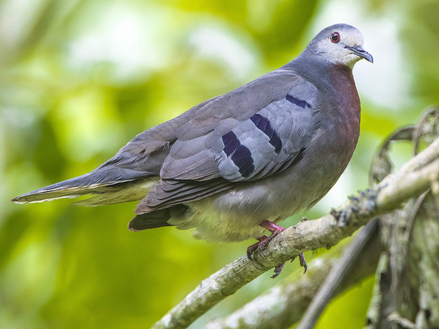 Maroon-chested Ground Dove - eBird