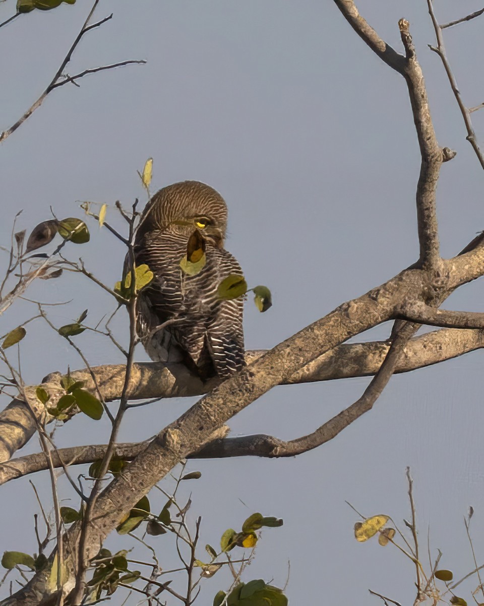 Jungle Owlet - Sri Teja